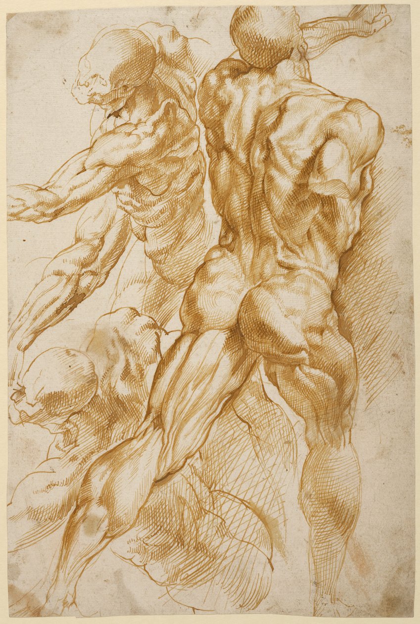 Anatomiska studier av Peter Paul Rubens