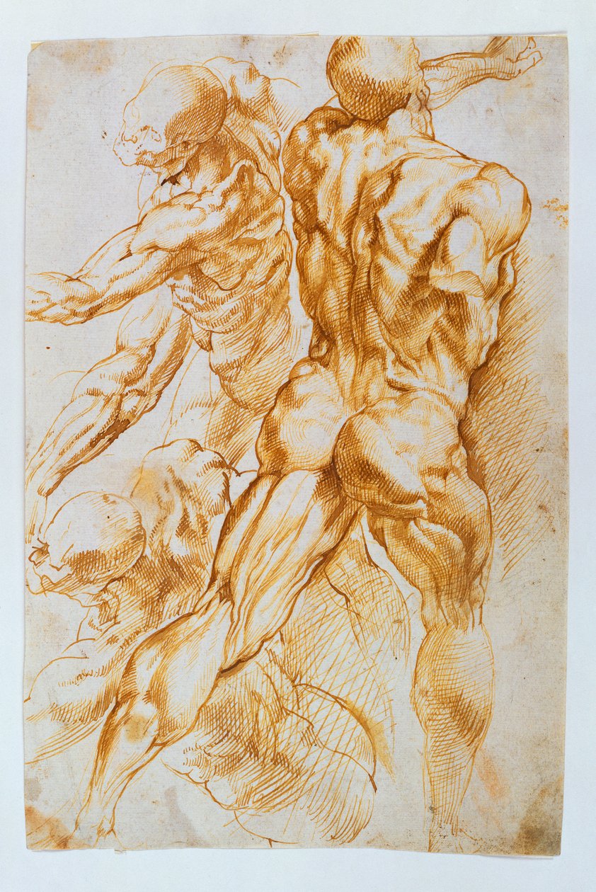 Anatomiska studier: nakenbilder i strid av Peter Paul Rubens