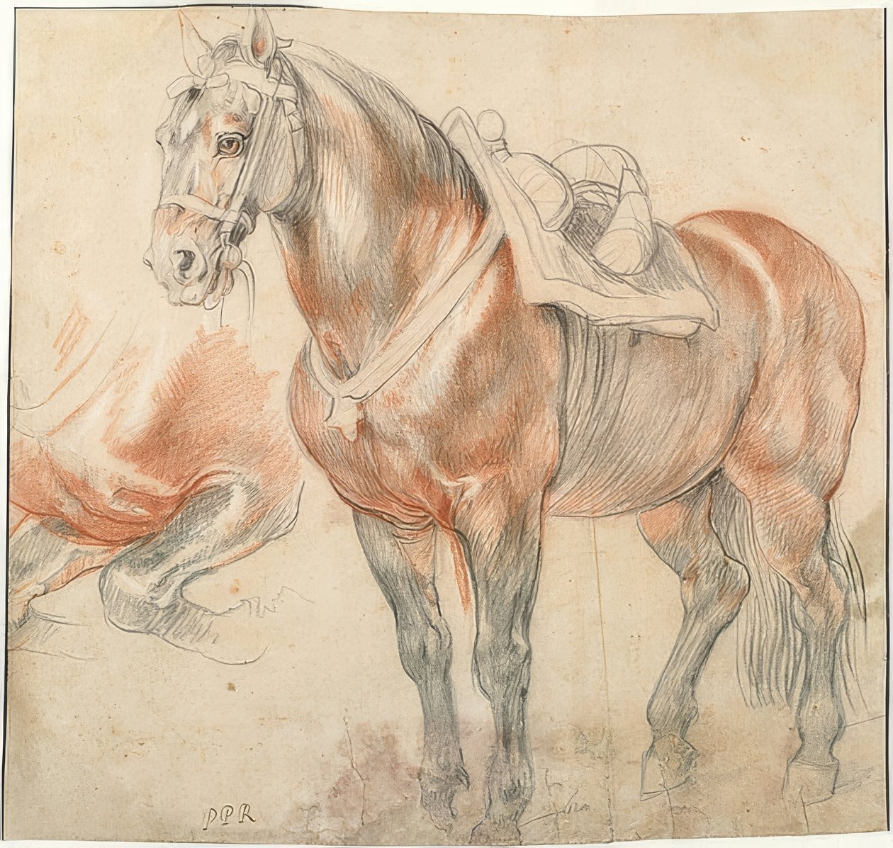 Sadlad häst. Omkring 1615-18 av Peter Paul Rubens