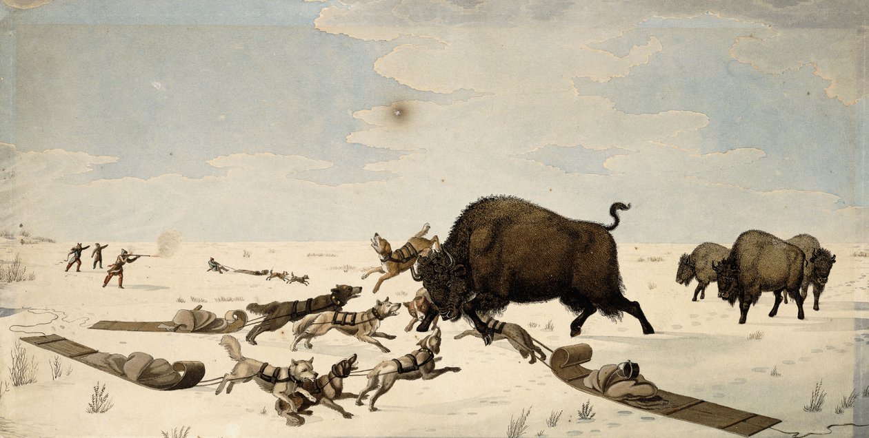 Buffalo Hunt, ca 1822-1824 av Peter Rindisbacher