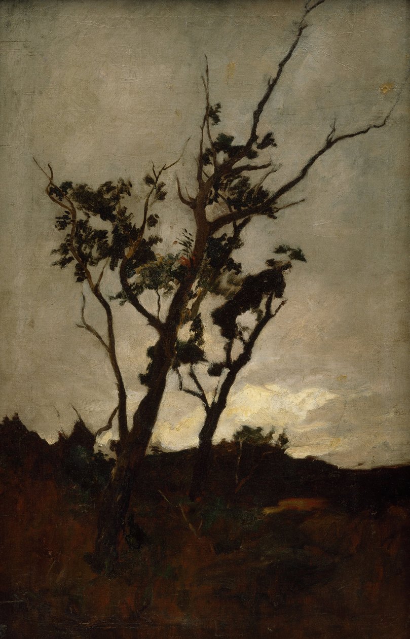 Tree study av Petrus van der Velden