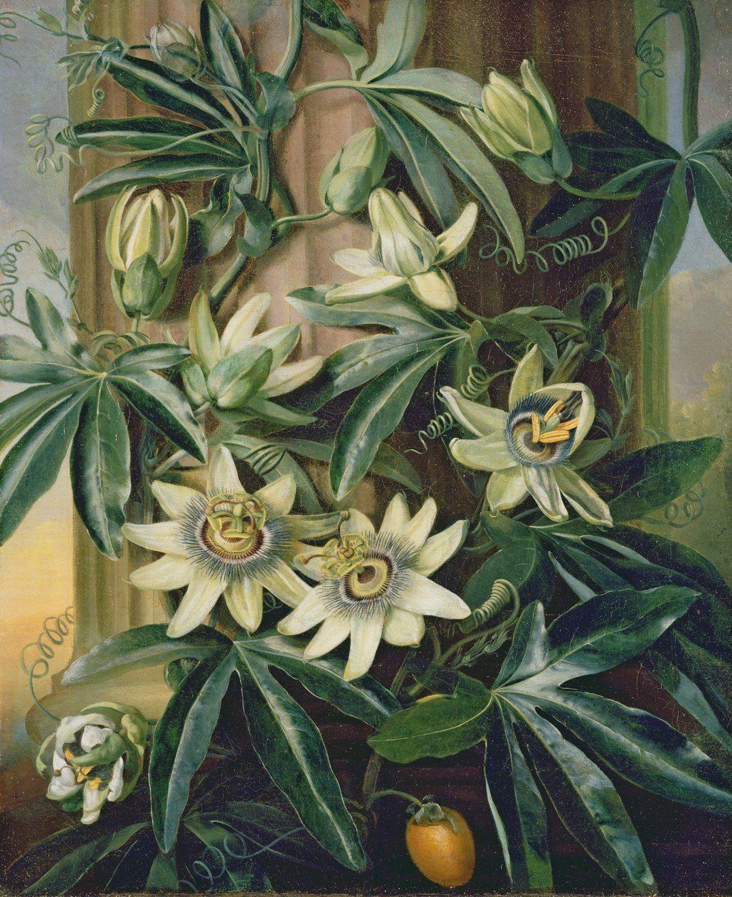 Blå passionsblomma för "Temple of Flora" av Robert Thornton, 1800 av Philip Reinagle