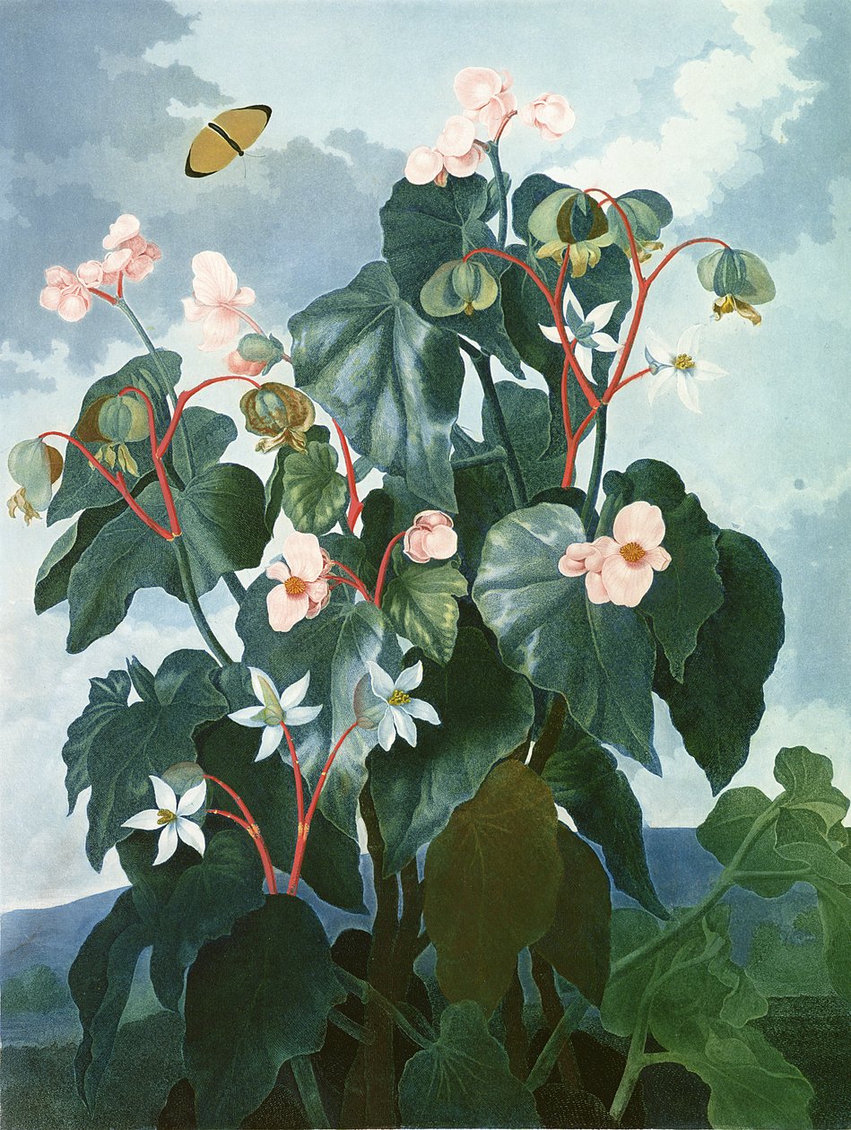 Oblique-leaved Begonia, graverad av Caldwell, från "The Temple of Flora" av Robert Thornton, pub. 1800 av Philip Reinagle