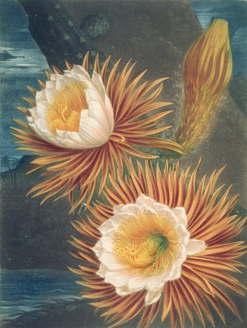 The Night-Blowing Cereus, från The Temple of Flora av Robert Thornton, publicerad 1812 av Philip after Reinagle