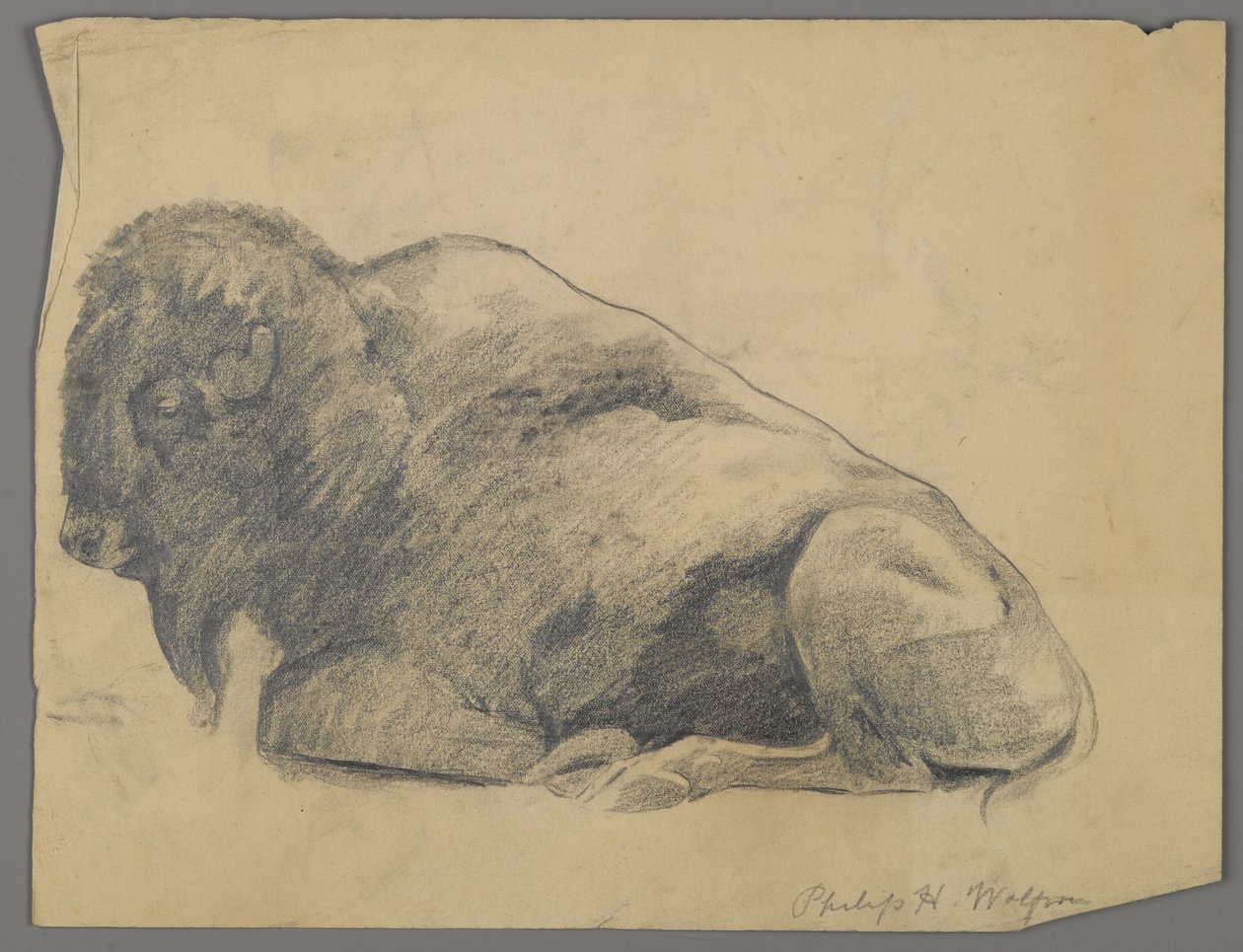 Bison (grafit på papper) av Philip H. Wolfrom
