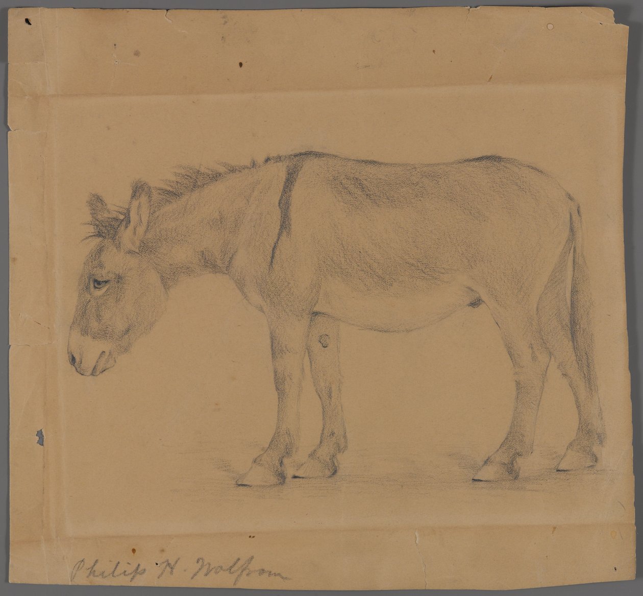 Åsna (grafit på papper) av Philip H. Wolfrom