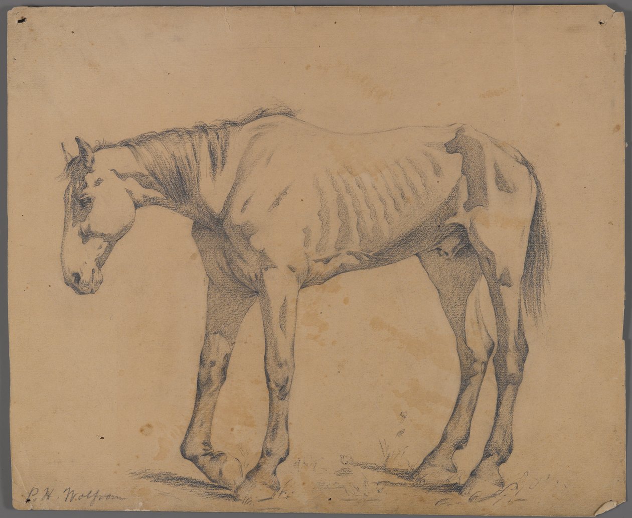 Häst (grafit på papper) av Philip H. Wolfrom
