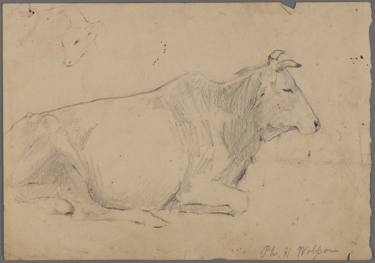 Sittande tjur (grafit på papper) av Philip H. Wolfrom