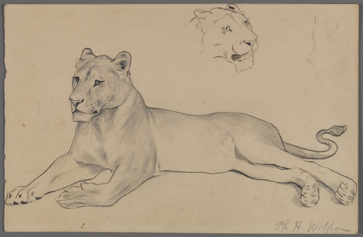Sittande lejoninna (grafit och bläck på papper) av Philip H. Wolfrom