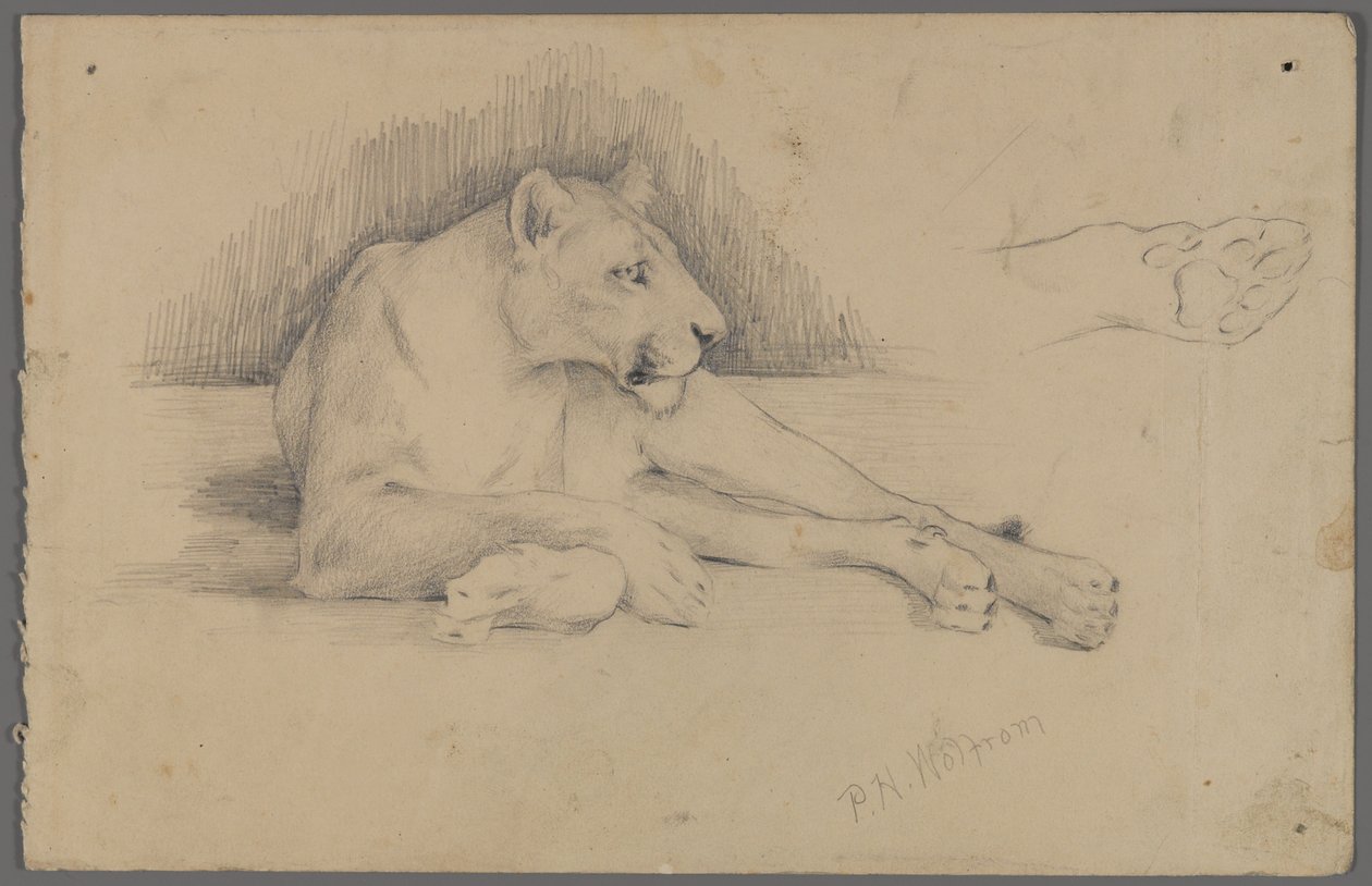 Sittande lejoninna (grafit på papper) av Philip H. Wolfrom