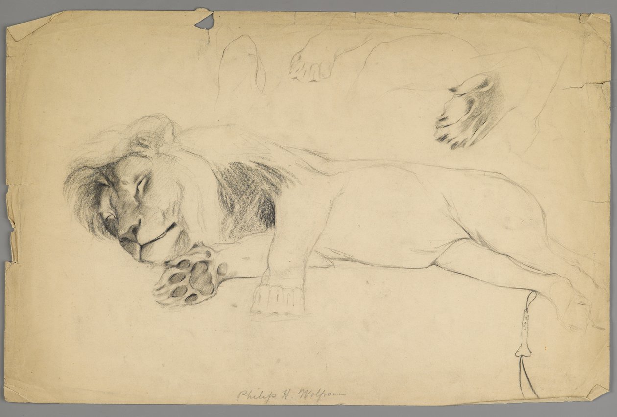 Sovande lejon (grafit på papper) av Philip H. Wolfrom