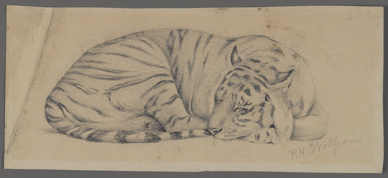Sovande tiger (grafit på papper) av Philip H. Wolfrom