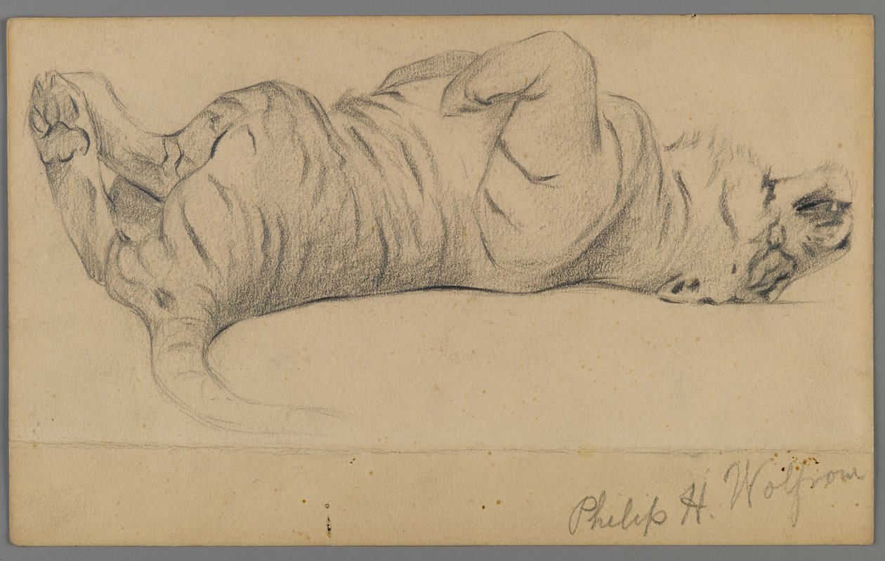 Sovande tiger (grafit på papper) av Philip H. Wolfrom
