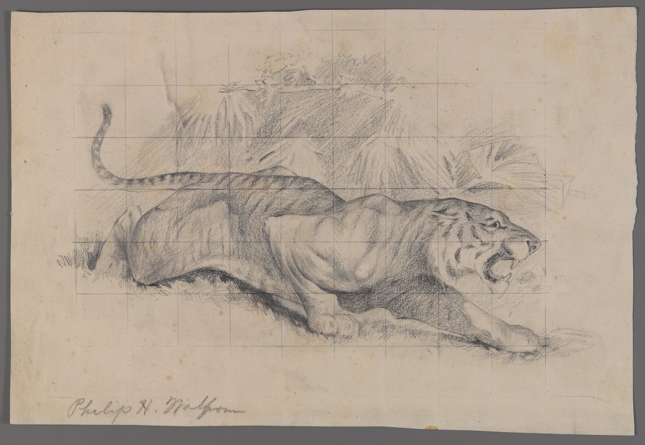 Tiger i landskap (grafit på papper) av Philip H. Wolfrom
