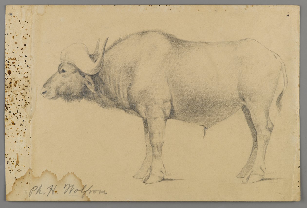 Vattenbuffel (grafit på papper) av Philip H. Wolfrom