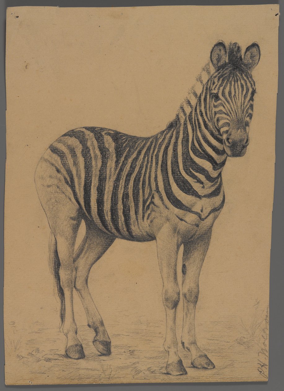 Zebra (grafit på papper) av Philip H. Wolfrom