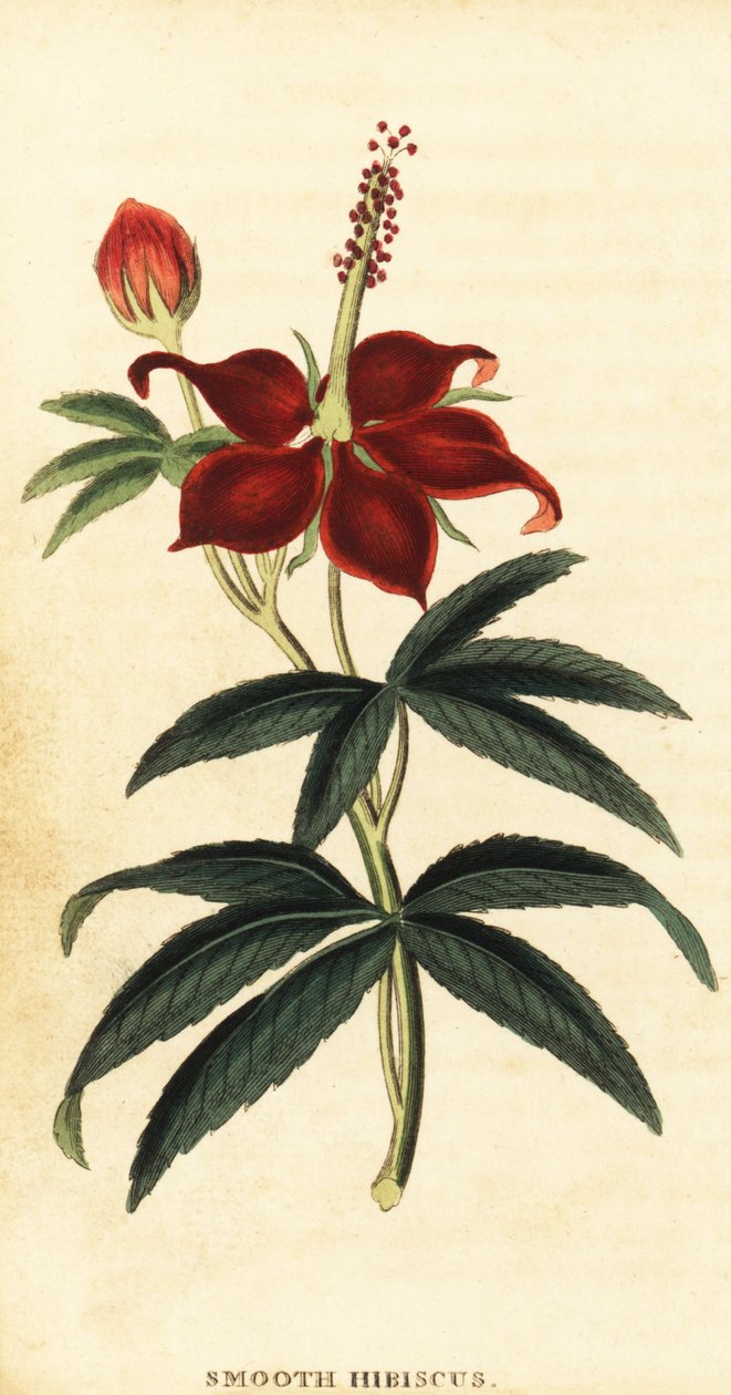 Turkcap, Malvaviscus arboreus., 1800 (gravyr) av Philip Miller