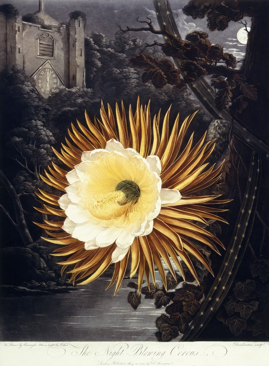 The Night Blowing Cereus, 1800 av Philip Reinagle