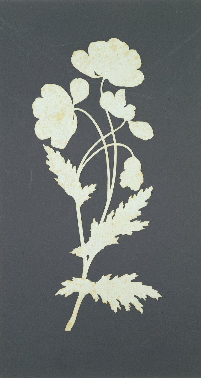 Blomma (collage på papper) av Philipp Otto Runge