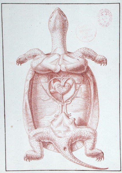 En sköldpadda (penna och bläck på papper) av Philippe Simoneau