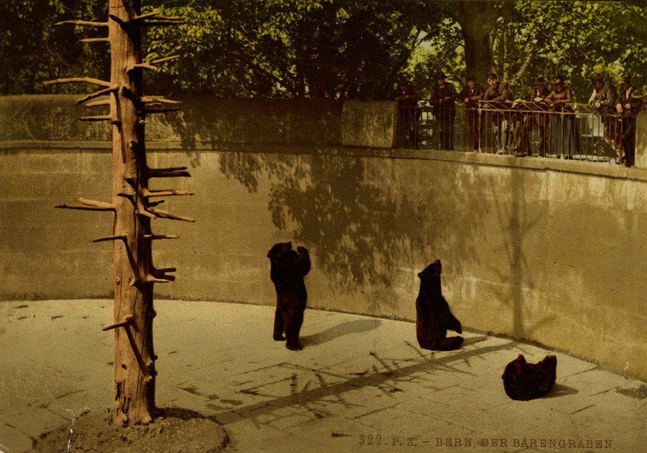 Berne. Björngropen. av Photochrom Zürich