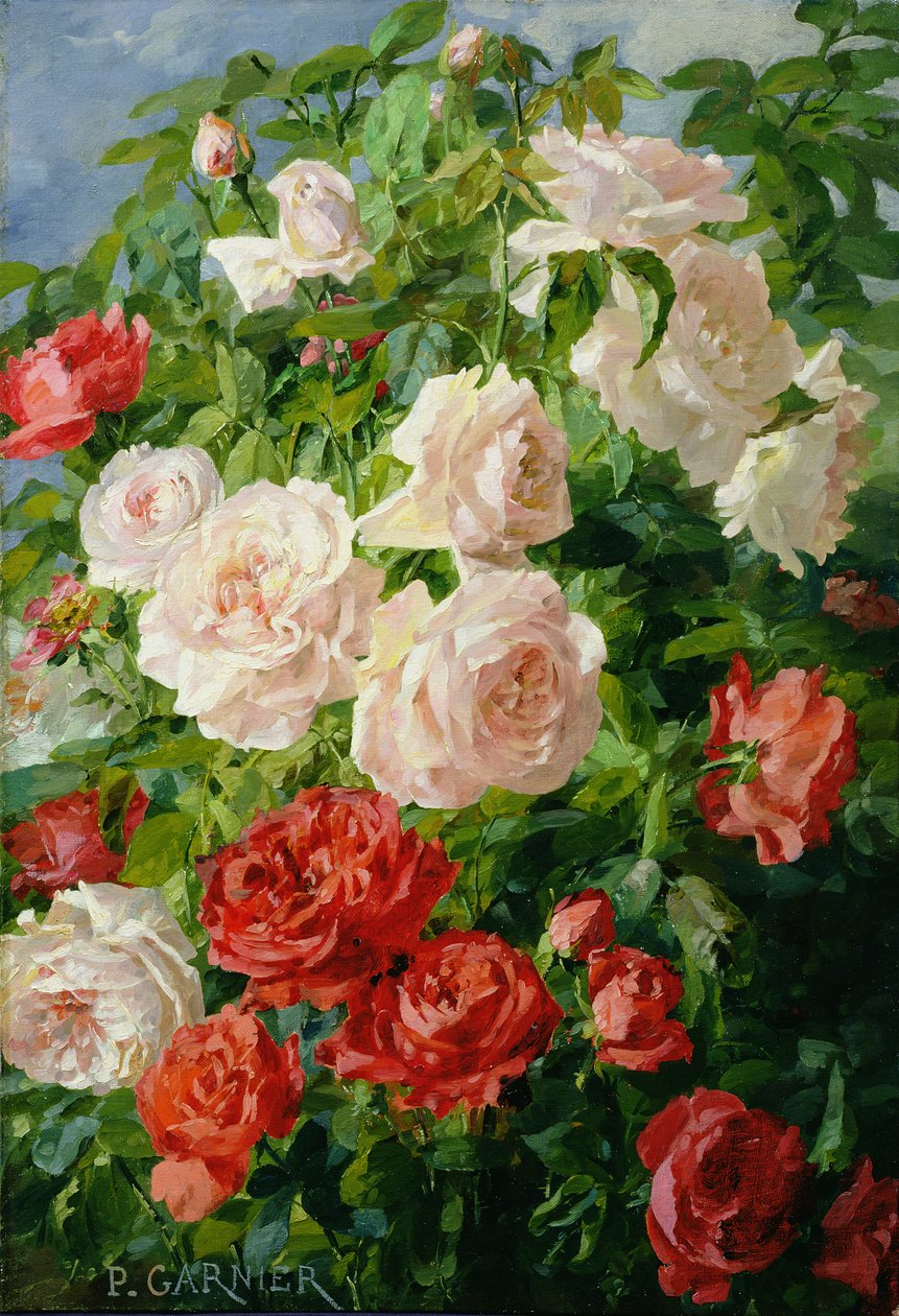 Rosa rosor av Pierre Garnier