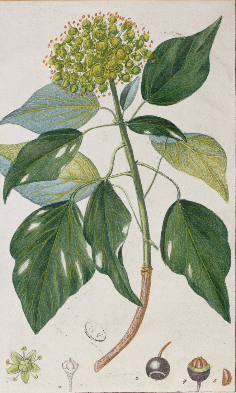Climbing Ivy, botanisk platta, c.1820 av Pierre Jean Francois Turpin