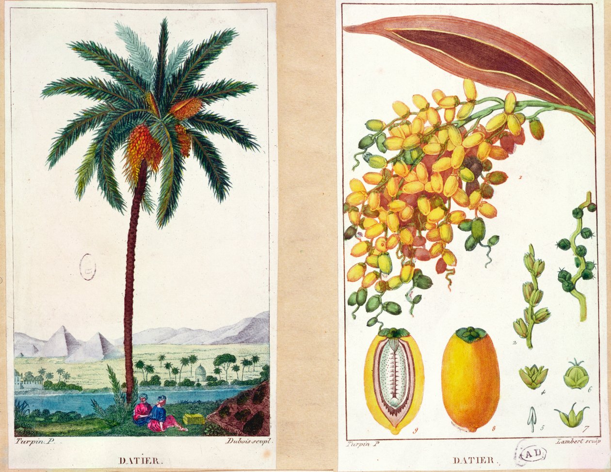 Dadelträd och frukt, början av artonhundratalet (färggravyr) av Pierre Jean Francois Turpin