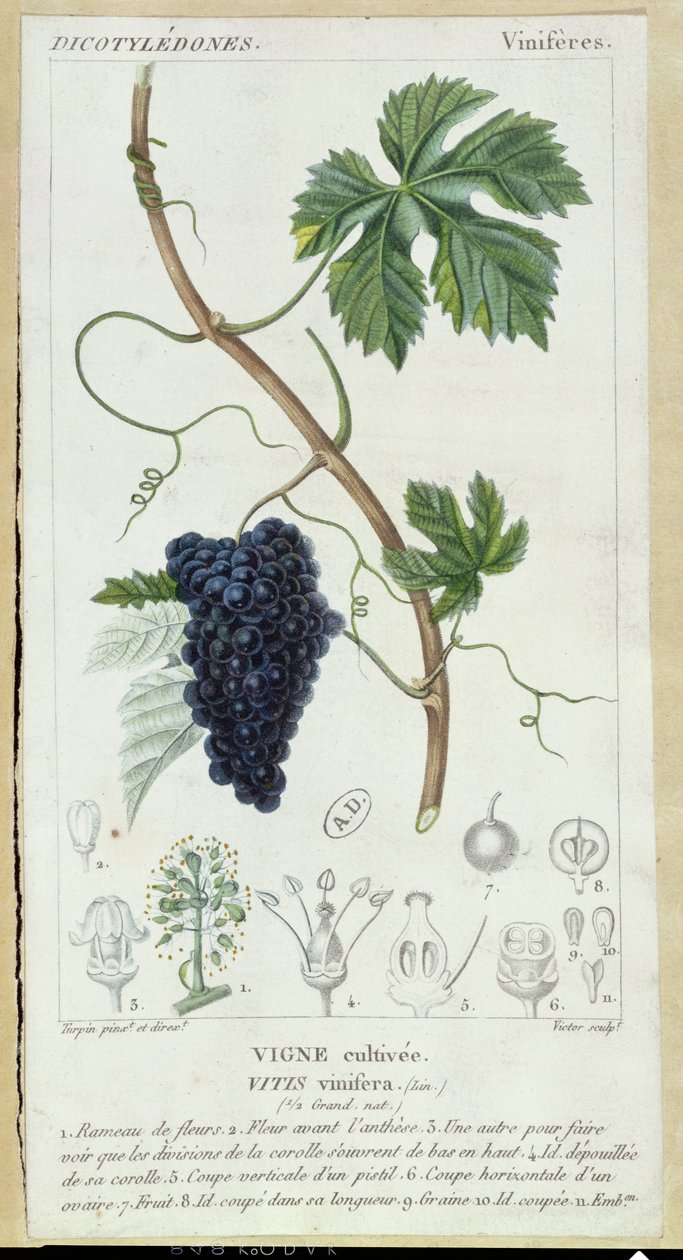 Grape Vine (Vitis Vinifera) botanisk plade, ca. 1820 swed av Pierre Jean Francois Turpin