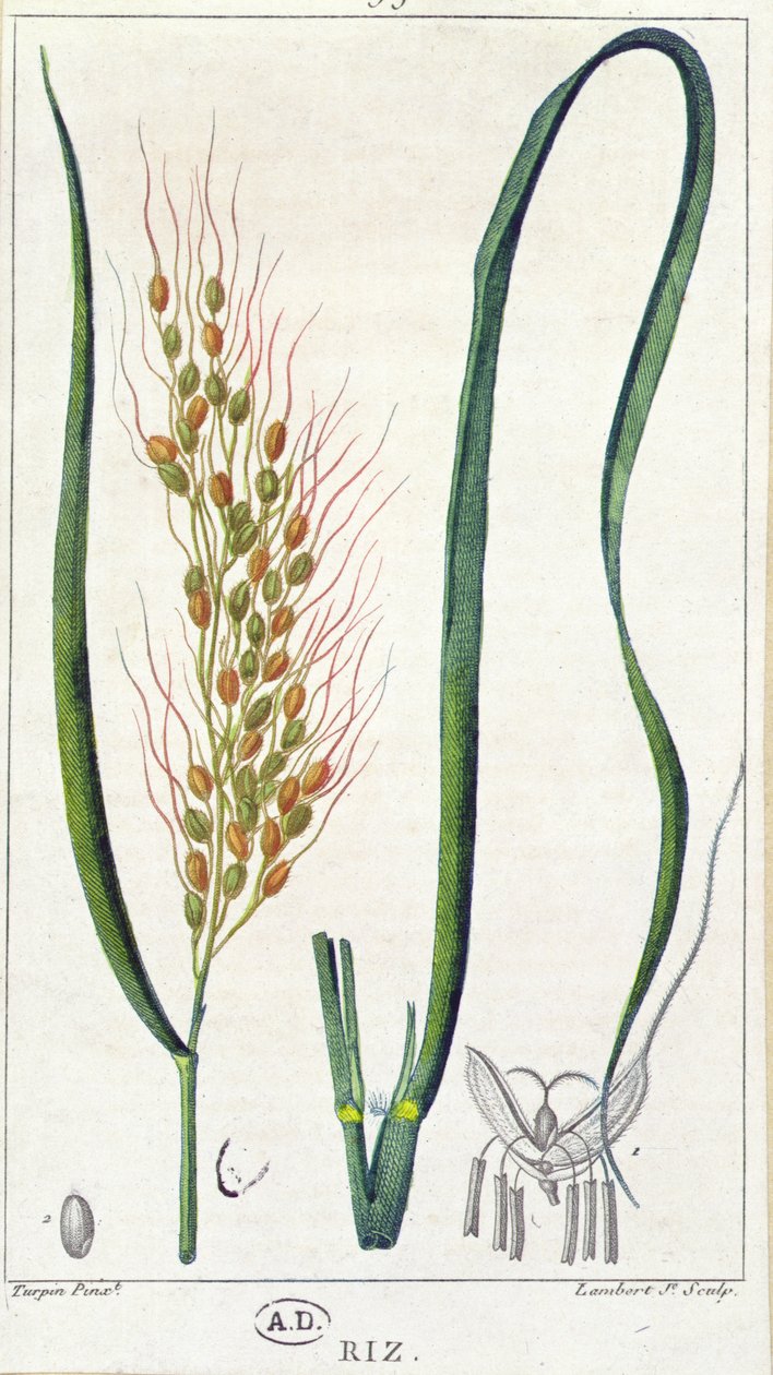 Ris, ca 1820 (färggravyr) av Pierre Jean Francois Turpin