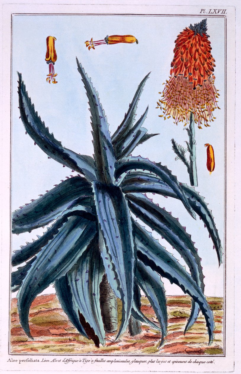Aloe, illustration från "Collection Precieuse et Enluminee Des Floura", av Pierre Joseph Buchoz, publicerad 1776. av Pierre Joseph Buchoz