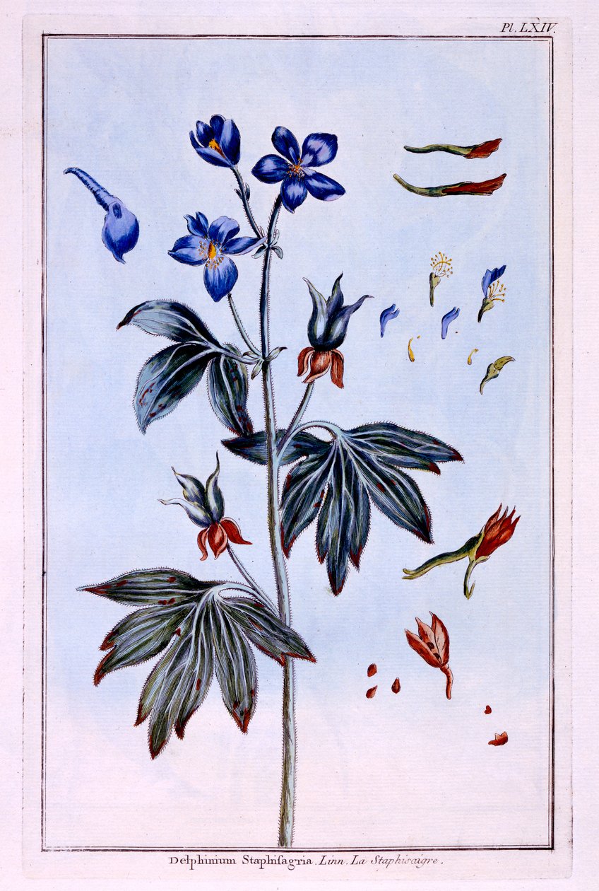 Riddarsporre av Pierre Joseph Buchoz