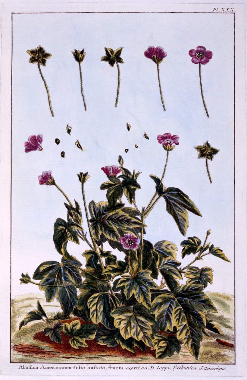 Blommande lönn eller indisk malva av Pierre Joseph Buchoz