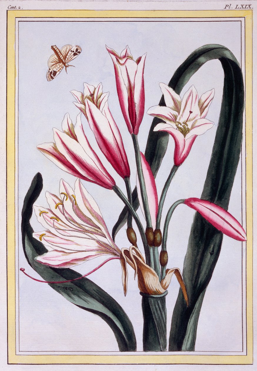 Long Leaved Amaryllis, c.1776 (handfärgad gravyr) av Pierre Joseph Buchoz