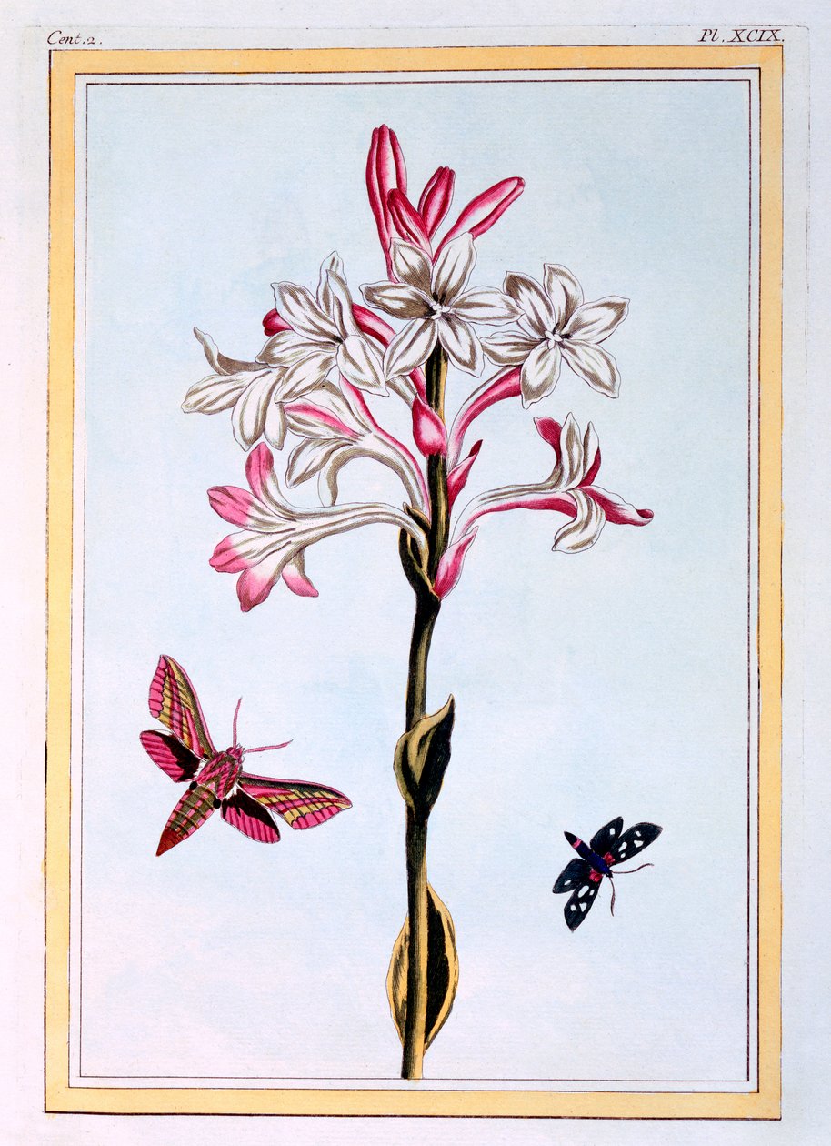 Tuberose, ca 1766 (handfärgad gravyr) av Pierre Joseph Buchoz