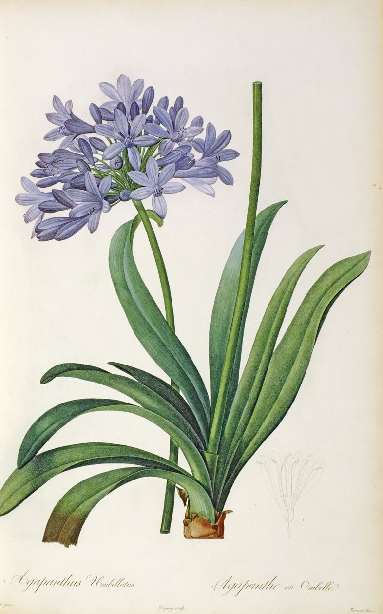 Agapanthus umbrellatus, fra `Les Liliacees