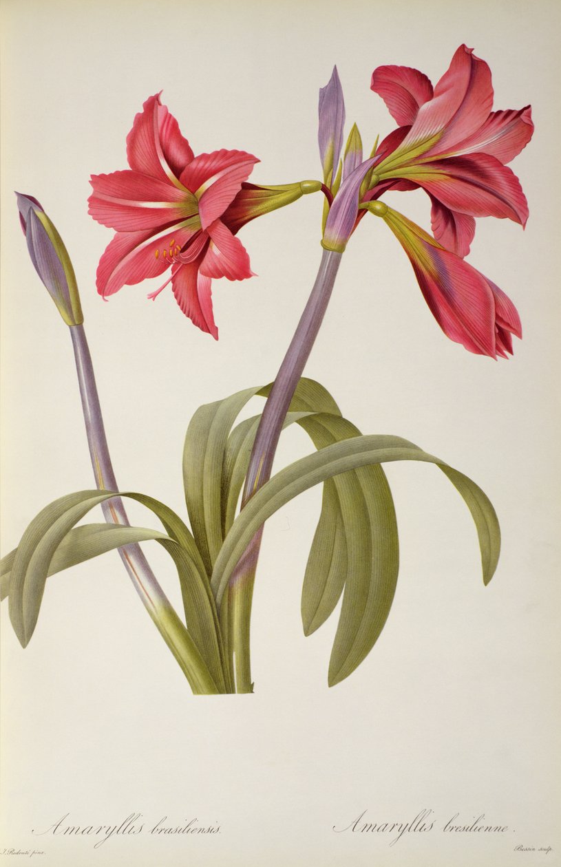 Amaryllis Brasiliensis, från `Les Liliacees