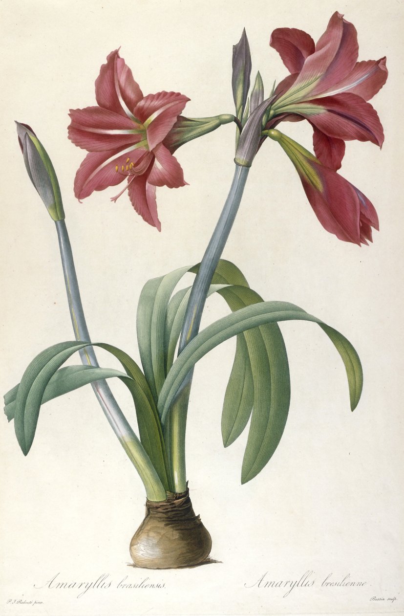 Amaryllis brasiliensis (brasiliansk amaryllis), 1816 av Pierre Joseph Redouté