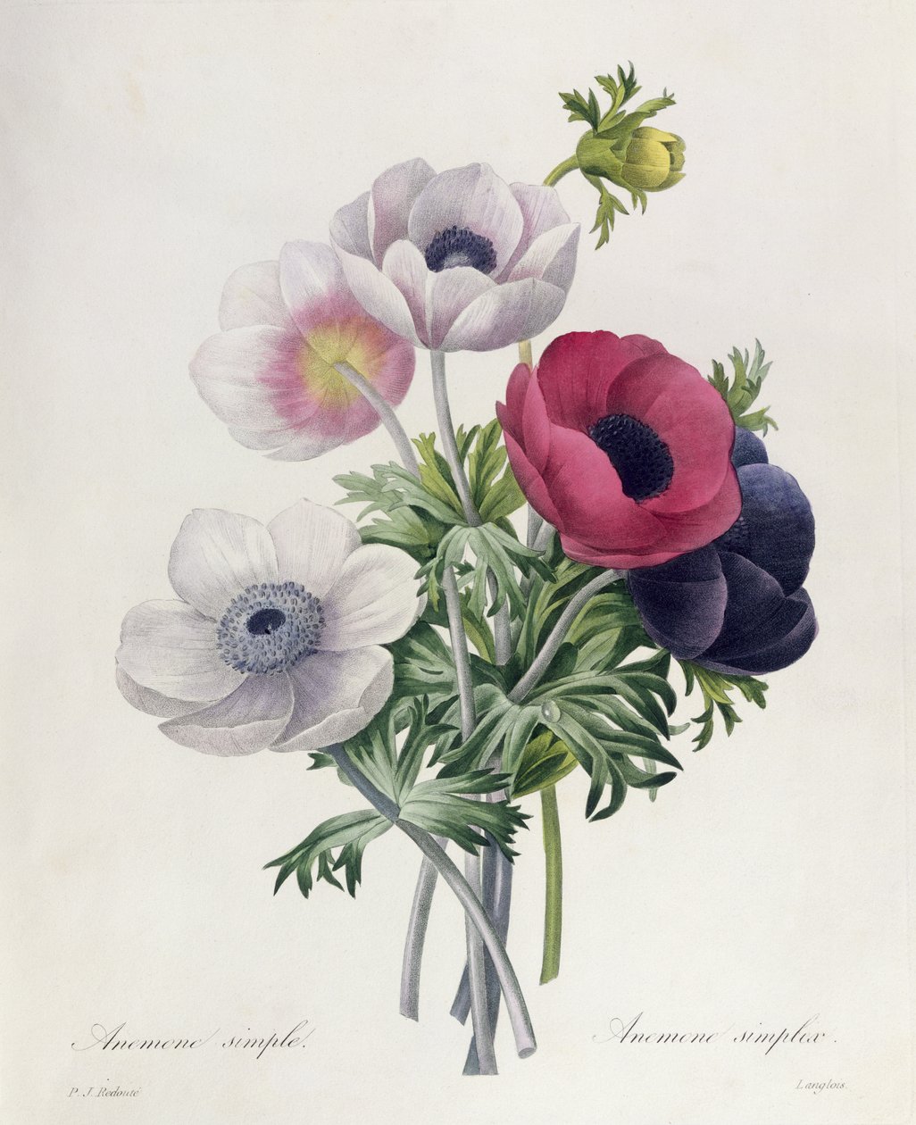 Anemone: Simple, från "Choices of the Most Beautiful Flowers" av Pierre Joseph Redouté