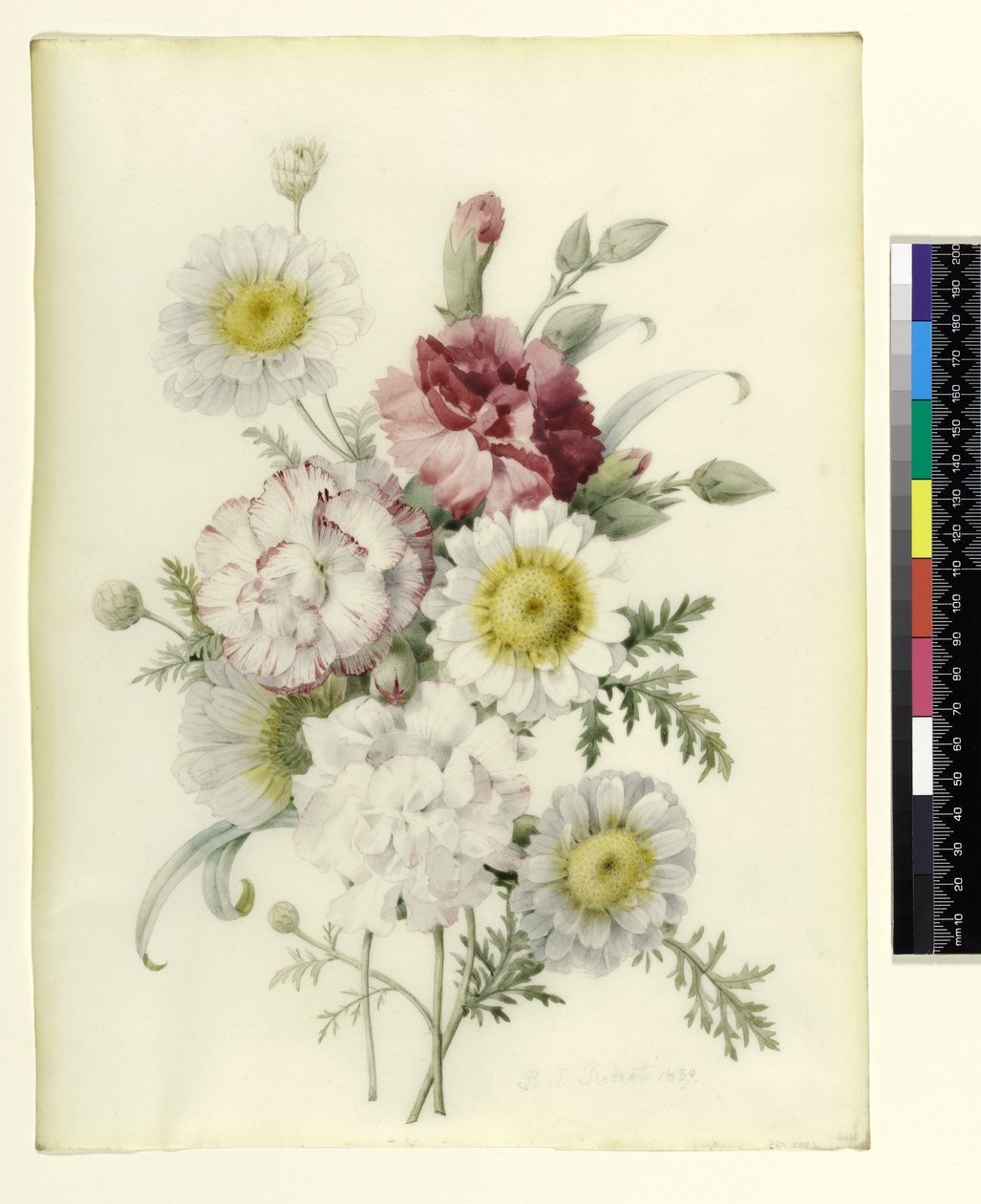 En massa blandade nejlikor och vita ringblommor, 1839 (penna och wc på veläng) av Pierre Joseph Redouté