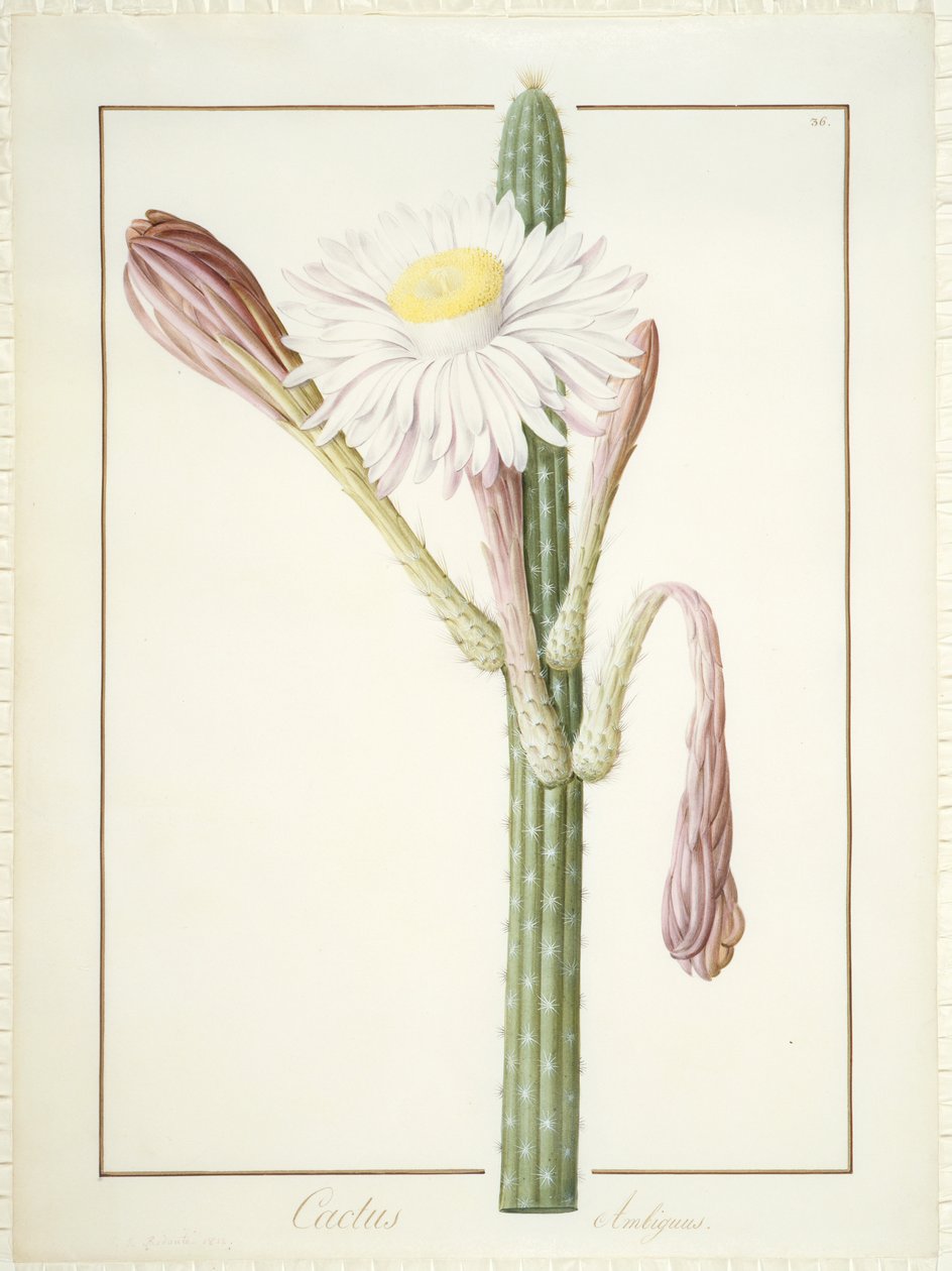 Cactus Ambiguus, 1812 (wc och kroppsfärg över grafit på veläng) av Pierre Joseph Redouté