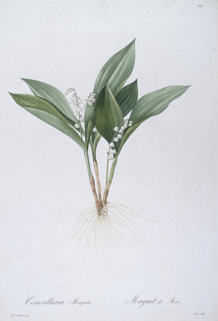 Convallaria majalis (Lily of the Valley), 1808 av Pierre Joseph Redouté