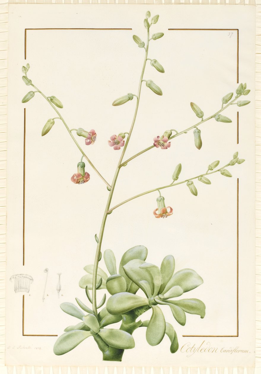 Cotyledon Cardiflorum, 1813 (wc och kroppsfärg över grafit på veläng) av Pierre Joseph Redouté