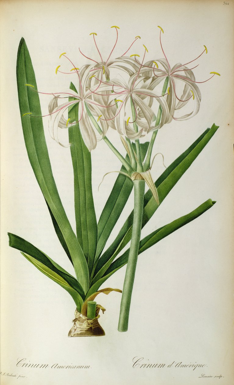 Crinum Americanum, från `Les Liliacees