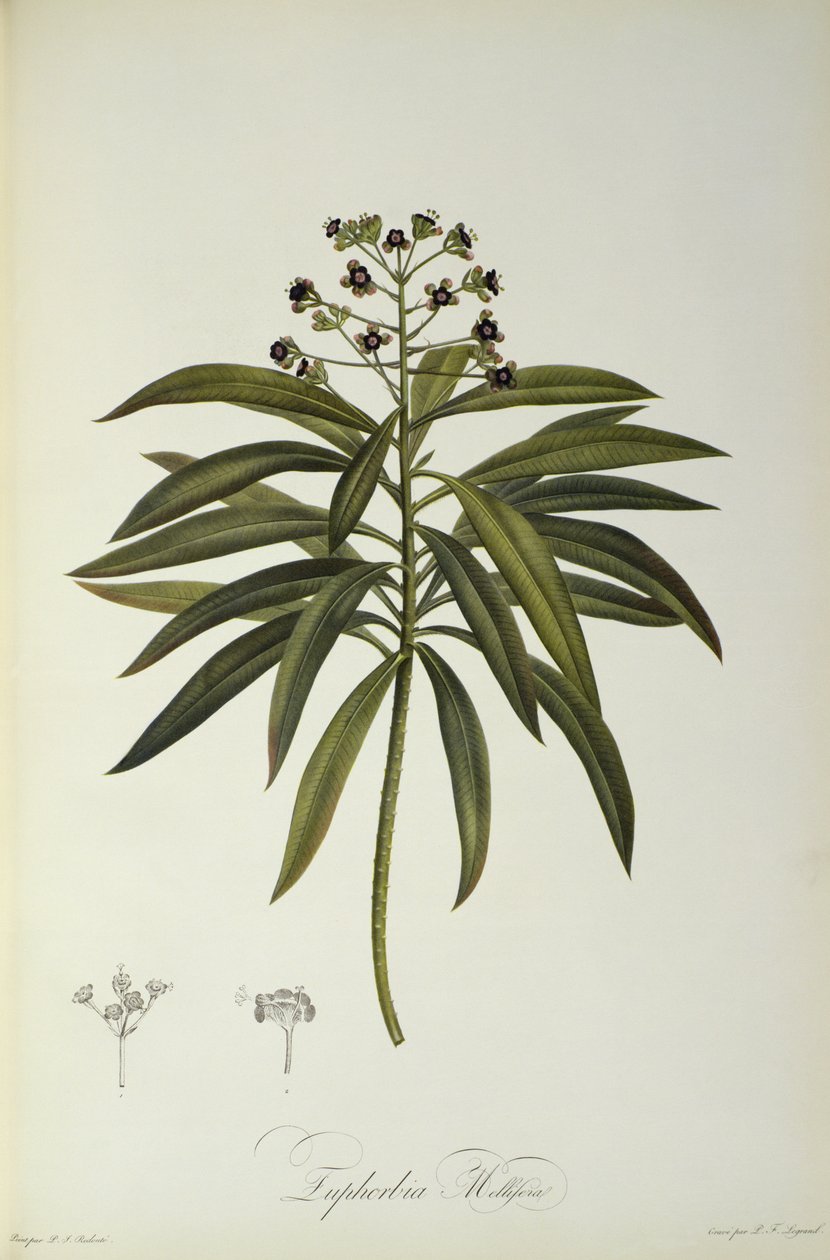 Euphorbia Mellifera, från 