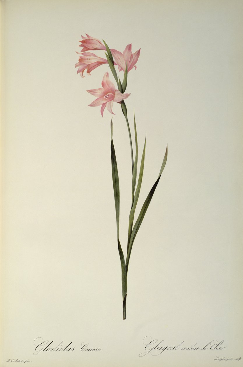 Gladiolus Carneus, från 