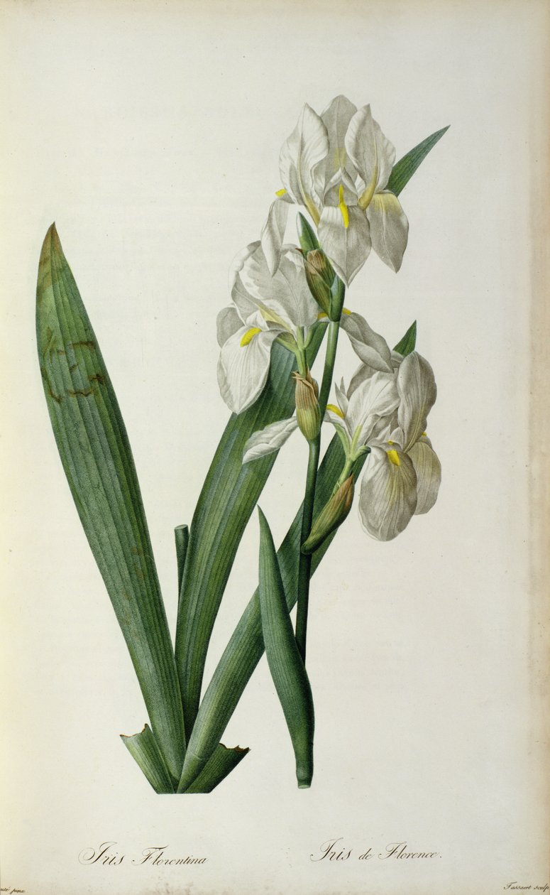 Iris Florentina, från `Les Liliacees