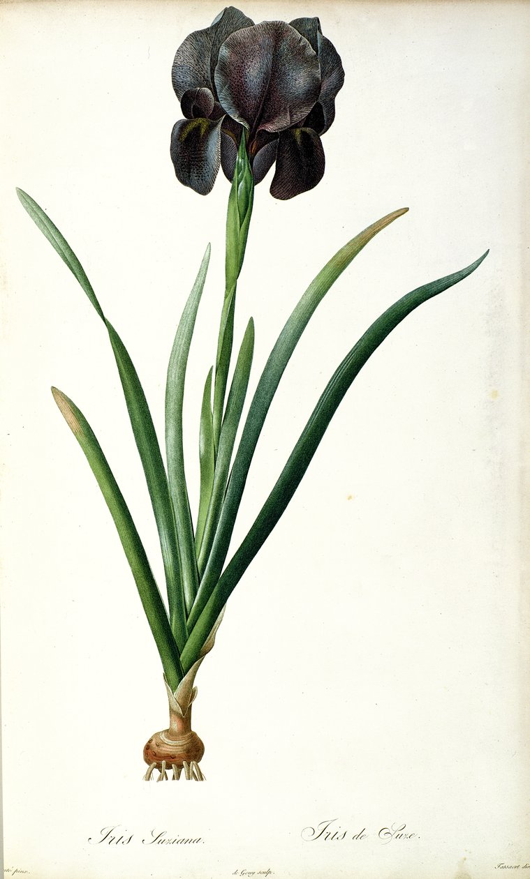 Iris Luxiana, från `Les Liliacees