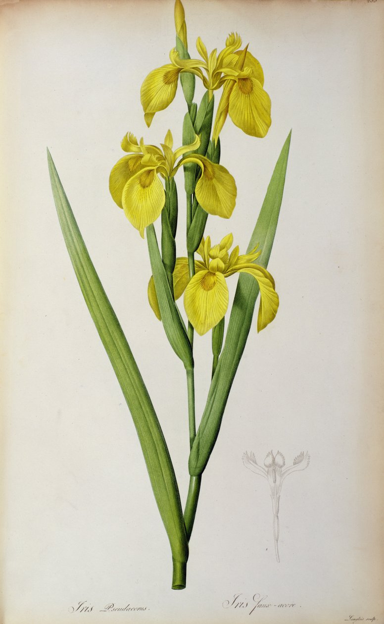 Iris Pseudacorus, från `Les Liliacees