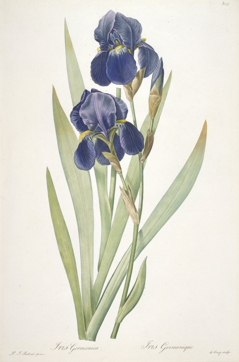 Iris germanica (skäggig iris), 1812 av Pierre Joseph Redouté